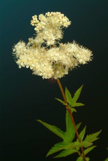 Meadowsweet
