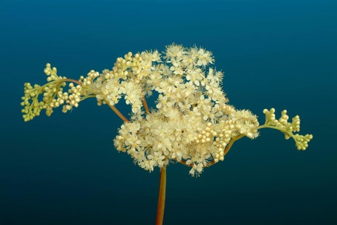 Meadowsweet