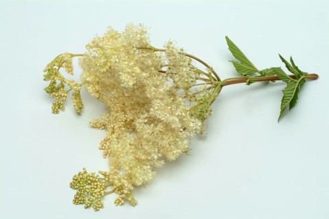 Meadowsweet