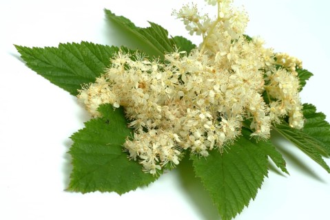 Meadowsweet