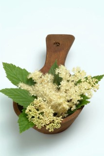 Meadowsweet