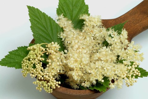 Meadowsweet