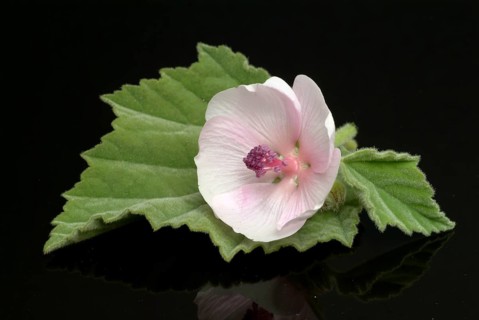Flower of the marshmallow