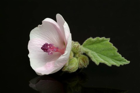 Flower of the marshmallow