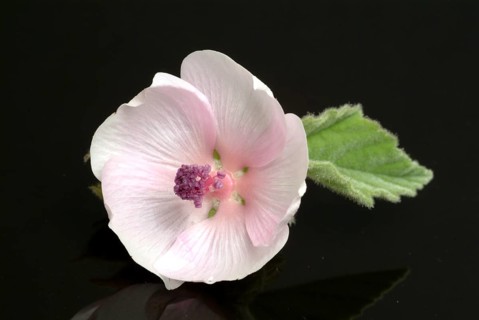 Flower of the marshmallow