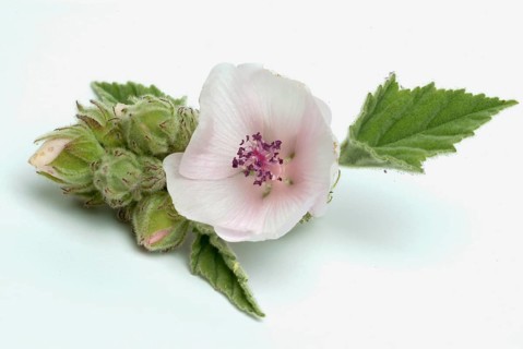 Flower of the marshmallow