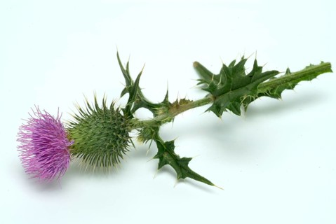 Flower of the common thistle