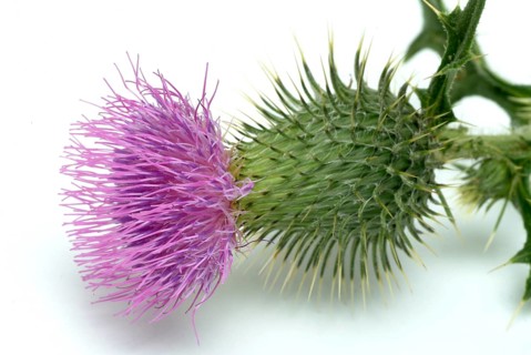 Flower of the common thistle