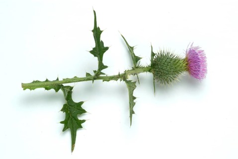 Flower of the common thistle