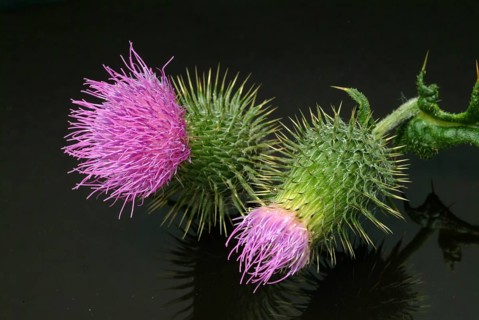 Flower of the common thistle