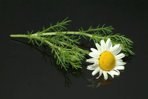Flower of pellitory