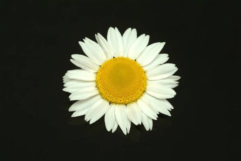 Flower of pellitory