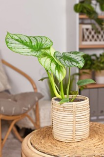 Tropical 'Philodendron Mamei' houseplant with silver pattern in basket flower pot on table in boho style living room
