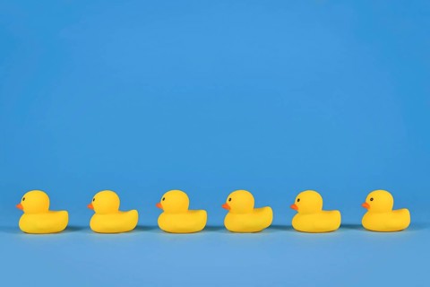 Yellow rubber ducks in a row on blue background with copy space