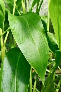 Leaf of tropical 'Canna Flaccida' plant