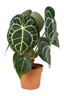 Tropical 'Anthurium Clarinervium' houseplant in pot on white background