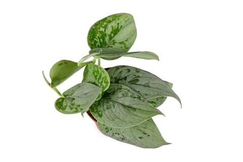 Silver green colored 'Scindapsus Pictus Silvery Ann' houseplant in pot on white background