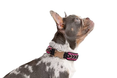 Side view of merle French Bulldog dog with long healthy nose wearing paracord collar on white background