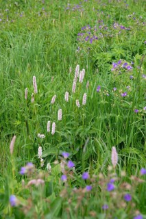 Wood cranesbill