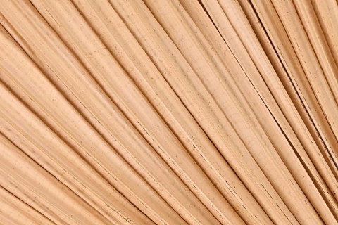 Close up of dried natural palm tree leaf
