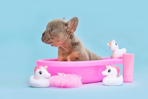 Isabella French Bulldog dog puppy in pink bathtub with rubber ducks on blue background