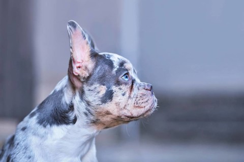Side view of young blue merle tan French Bulldog dog with long healthy nose