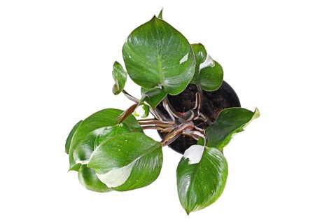 Top view of tropical 'Philodendron White Knight' houseplant with white variegation spots on white background