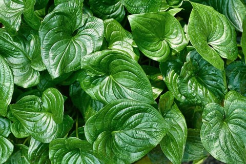Tropical 'Cyanastrum Cordifolium' plants with heart shaped leaves