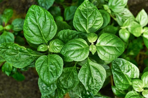 Tropical 'Pogostemon Cablin' Patchouli plant