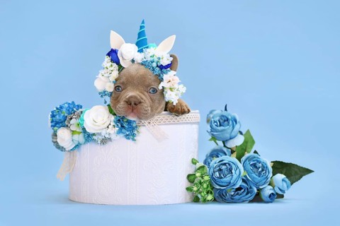 Isabelle French Bulldog dog puppy with unicorn headband with horn peeking out of box with flowers on blue background