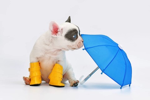 Blue pied French Bulldog dog puppy with umbrella and rain boots