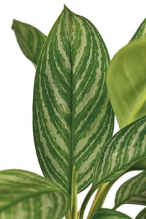 Close up of leaf of tropical Aglaonema Stripes houseplant with silver stripe pattern isolated on white background