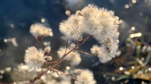 Seashore aster