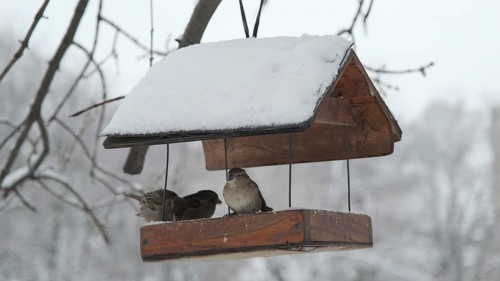 House sparrows pecks food in birdhouse under snow