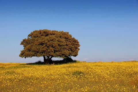Flowering meadow with holm oak in spring