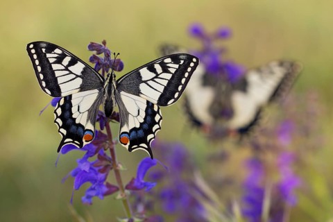 Swallowtail