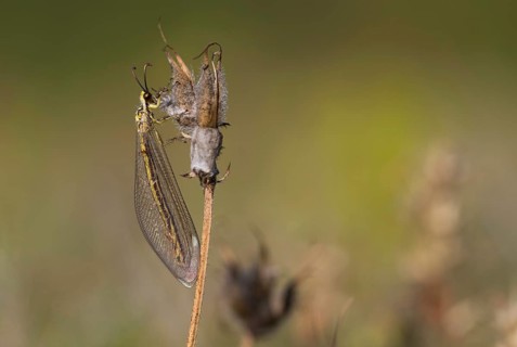 Ant damselfly