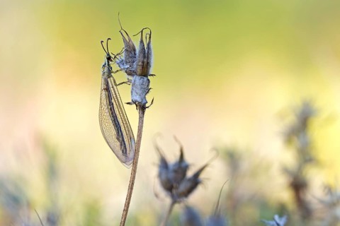 Ant damselfly