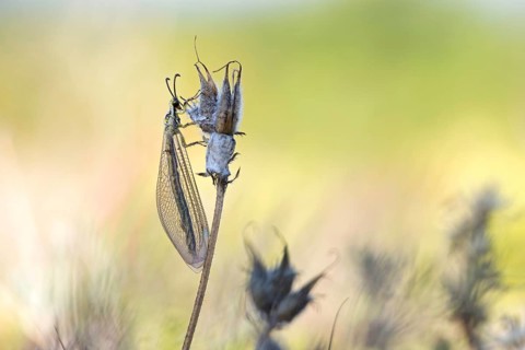 Ant damselfly