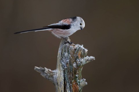 Long-tailed tit