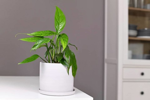 Small exotic 'Epipremnum Pinnatum' houseplant with narrow leaves in flower pot on table in front of gray wall