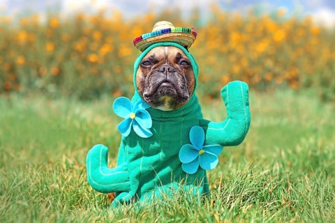 Funny dog costume. French Bulldog dressed up with cactus plant Halloween costume with fake arms
