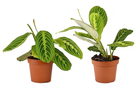 Comparison of raised and lowered leaves during daytime and nighttime of Prayer Plant 'Maranta Leuconeura Lemon Lime' on white background