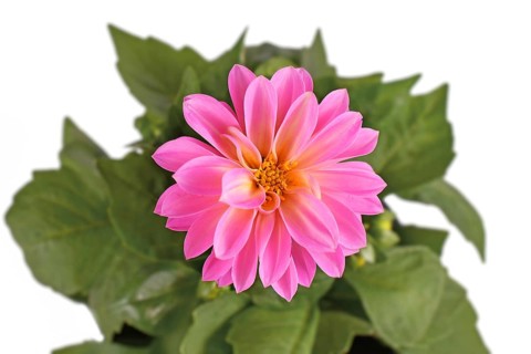 Close up of pink Dahlia flower isolated on white background