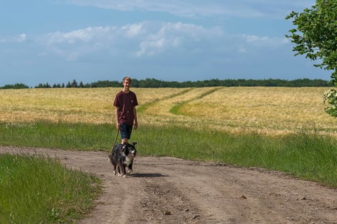 Boy walking his Border Collie