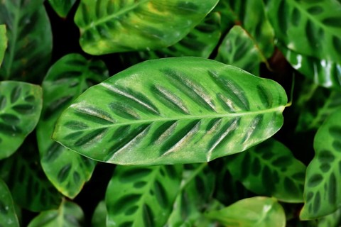 Exotic 'Calathea Wiotii' plant with multicolored green stripe pattern on leaves