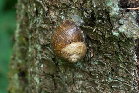 Burgundy snail