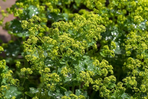 Blossoms of lady's mantle