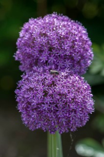 Ornamental garlic flowers