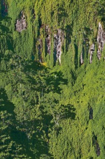 Primary forest on almost vertical rock face on Cocos Island